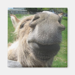 Funny Donkey Close Up Magnet