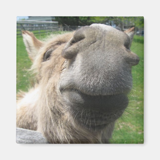 Funny Donkey Close Up Magnet (Front)