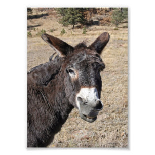 Funny Donkey Photo Print