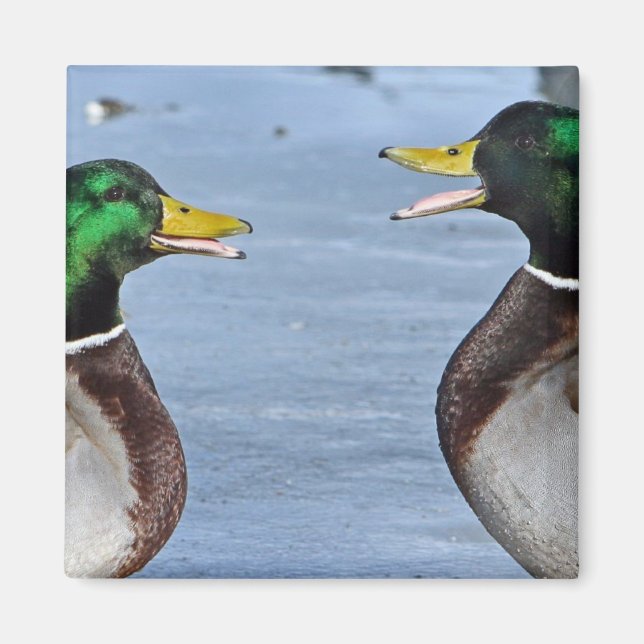 Funny Ducks Magnet (Front)
