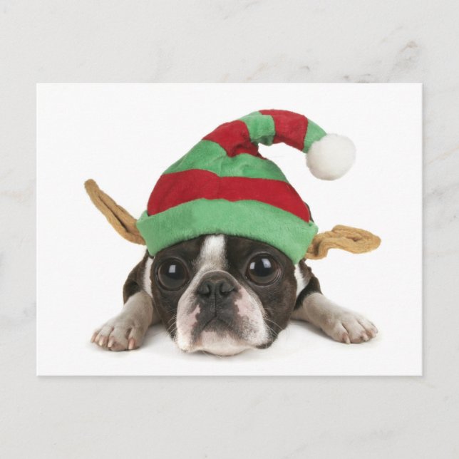 Funny Elf Postcard (Front)