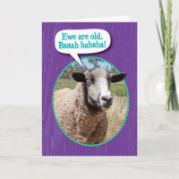Funny Ewe Old Sheep Shot Birthday