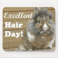 Funny "Excellent Hair Day" for Rabbit