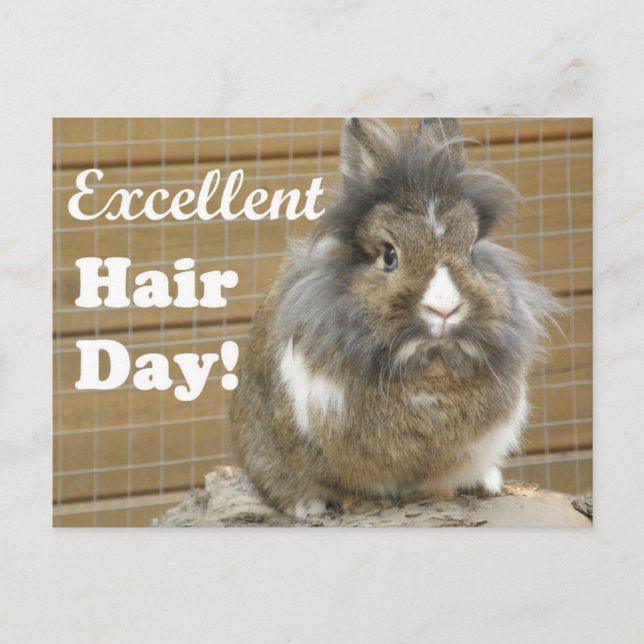 Funny "Excellent Hair Day" for Rabbit. Postcard (Front)