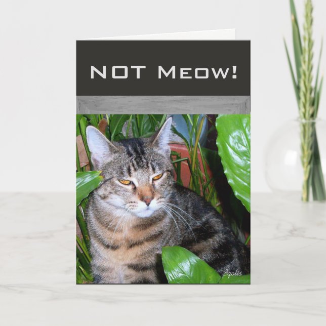 Funny Expression " Not Meow" Cat Note Card (Front)