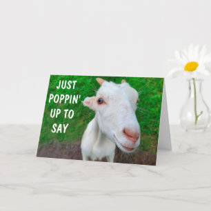 Funny Face Baby Goat Get Well  Card