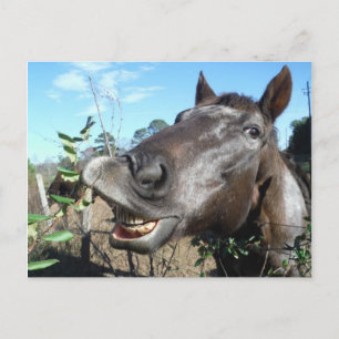 Funny Face brown horse Postcard