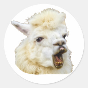 Funny face laughing Alpaka Crazy Lama teeth Classic Round Sticker