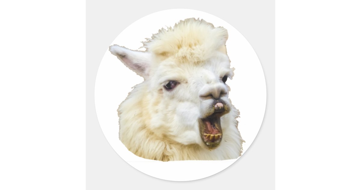 Funny face laughing Alpaka Crazy Lama teeth Classic Round Sticker | Zazzle