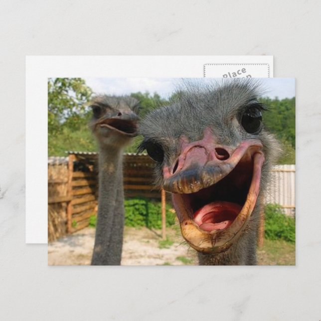 Funny Face Ostrich Couple Photo Postcard (Front/Back)