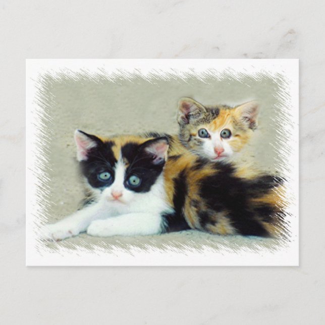 Funny Faced Kittens Postcard (Front)
