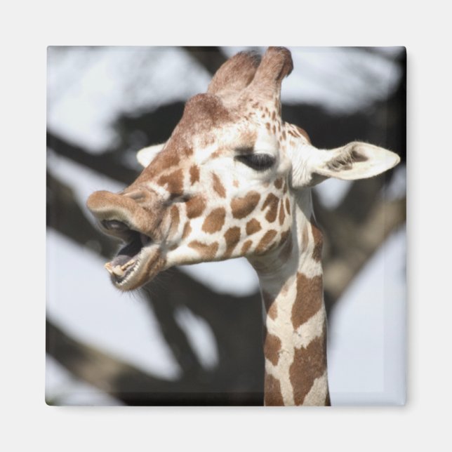 Funny faced reticulated giraffe, San Francisco Magnet (Front)