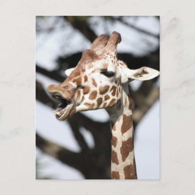 Funny faced reticulated giraffe, San Francisco Postcard (Front)
