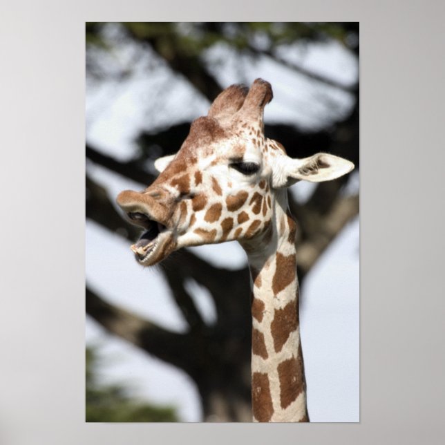 Funny faced reticulated giraffe, San Francisco Poster (Front)