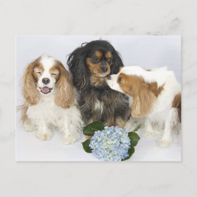 Funny Faces Cavalier King Charles Spaniels Postcard (Front)