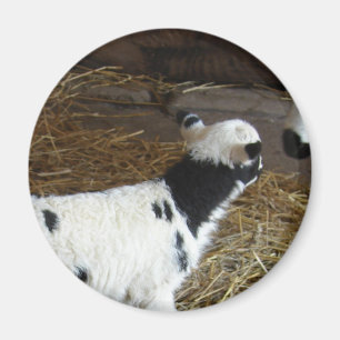 Funny Face's Lamb Magnet