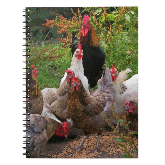 Funny Farmyard Chickens Hens & Rooster Notebook (Front)