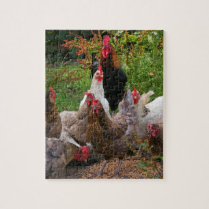 Funny Farmyard Chickens & Rooster Jigsaw Puzzle