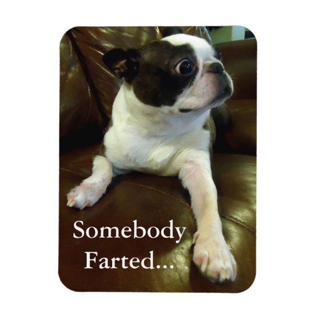 Funny Farting Boston Terrier Magnet (Vertical)