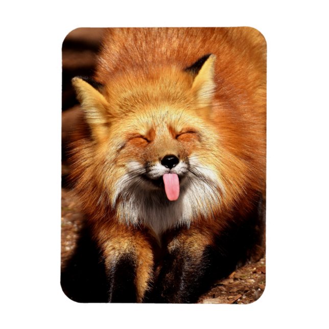 Funny Fox Sticking It's Tongue Out Magnet (Vertical)