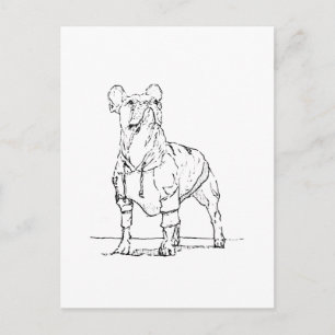 Funny French Bulldog–  Thinking Of You Postcard