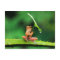 Funny Frog afraid of water