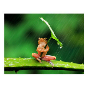 Funny Frog afraid of water Postcard