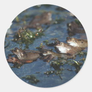 Funny frogs classic round sticker