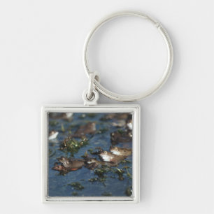 Funny frogs key ring