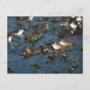 Funny frogs postcard