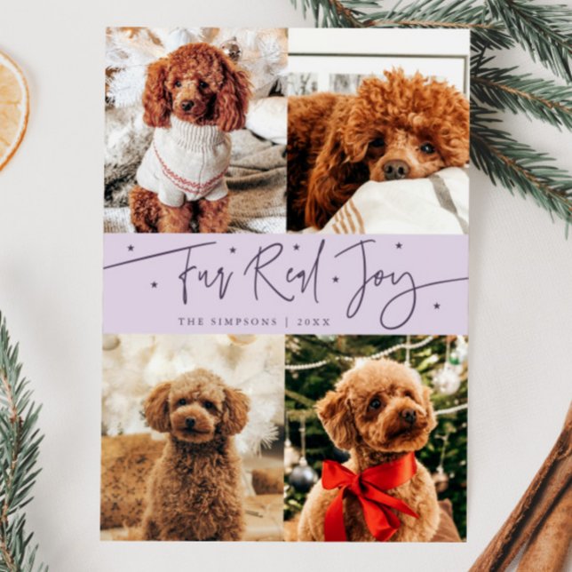 Funny Fur Real Joy Dog Photo Purple Christmas  Holiday Card (Creator Uploaded)