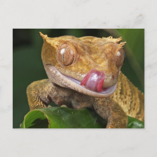 Funny GECKO Licking His Lips POSTCARD