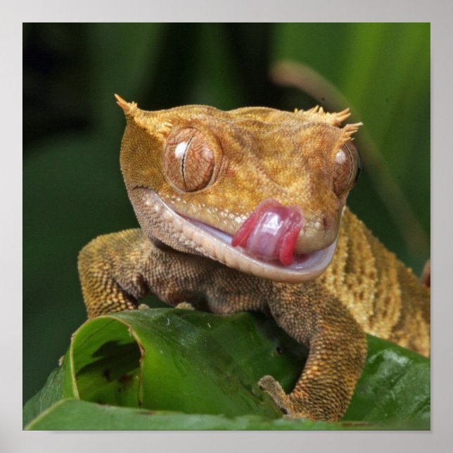Funny GEKO Licking Lips with Tongue Poster (Front)