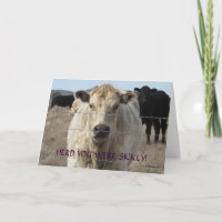 Funny Get Well - Cute White Cow - Ranch or Farm