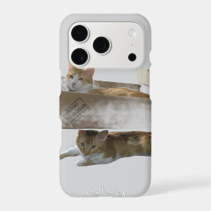 Funny Ginger Cats , Customisable Image And Photo,