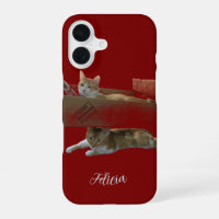 Funny Ginger Cats , Customisable Image And Photo