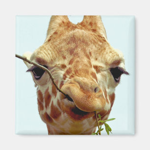 funny giraffe baby magnet