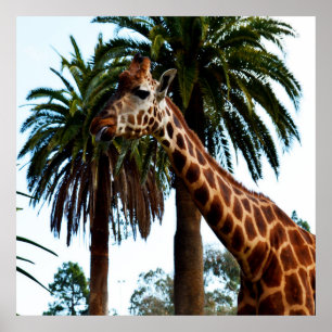 Funny Giraffe Giving A Raspberry, Poster