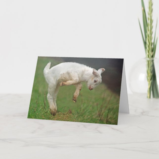 Funny Goat Baby White Goat Jumping in Pasture Card (Front)