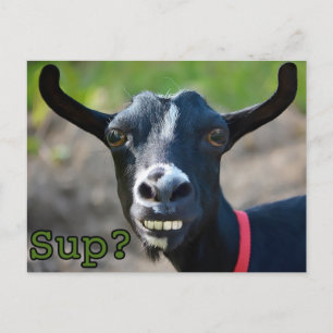 Funny Goat Meme Smiling Big Postcard