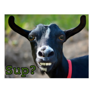 Funny Goat Meme Smiling Big Postcard
