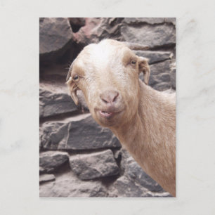 Funny Goat Postcard