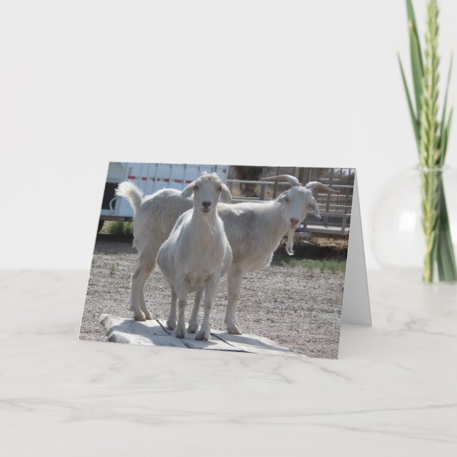 Funny Goats Anniversary Congratulations Compliment Card (Front)