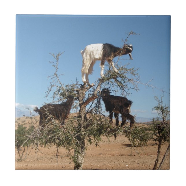 Funny goats in a tree ceramic tile (Front)