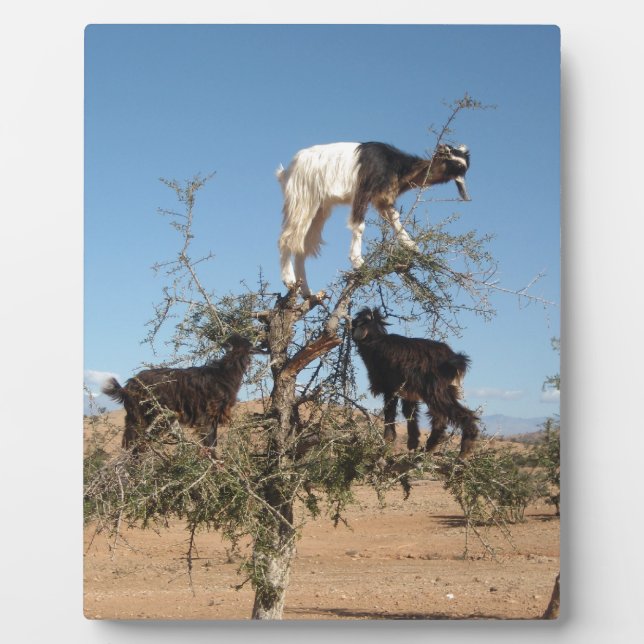 Funny goats in a tree plaque (Front)