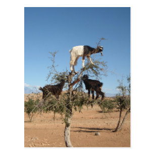 Funny goats in a tree postcard