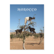 Funny goats in a tree