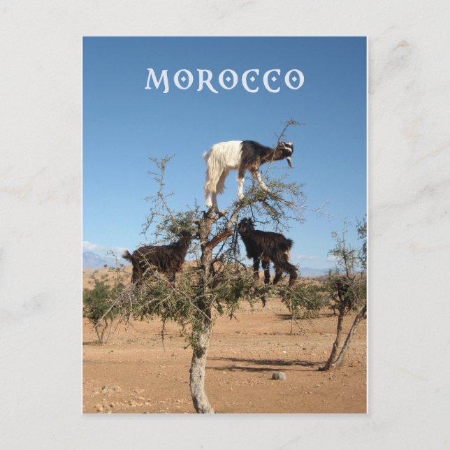 Funny goats in a tree postcard (Front)