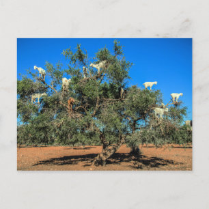 Funny Goats in Trees Morocco Postcard