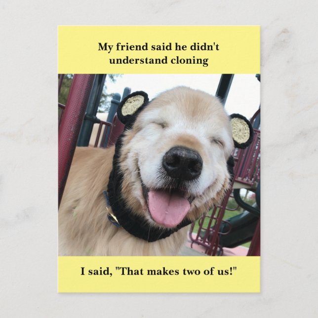Funny Golden Retriever Cloning Joke Meme Postcard (Front)